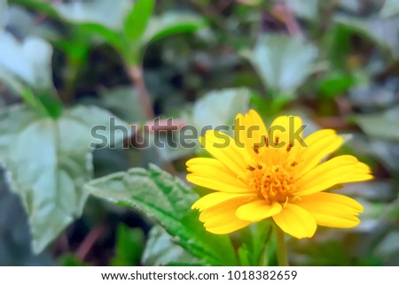Single yellow flower (Singapore daisy) blooming in the garden