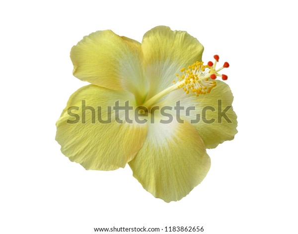 白い背景に黄色のハイビスカス花 靴花 ハワイハイビスカス 中国のバラ花の1つ の写真素材 今すぐ編集