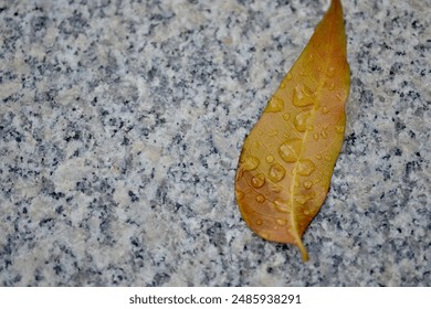 A single yellow leaf with droplets of water on a speckled gray surface. - Powered by Shutterstock