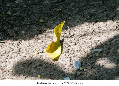 Single yellow leaf stands alone on dry, dark ground. The leaf is illuminated by direct sunlight, creating a sharp contrast with its shady surroundings.