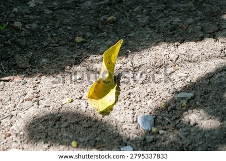 Single yellow leaf stands alone on dry, dark ground. The leaf is illuminated by direct sunlight, creating a sharp contrast with its shady surroundings.
