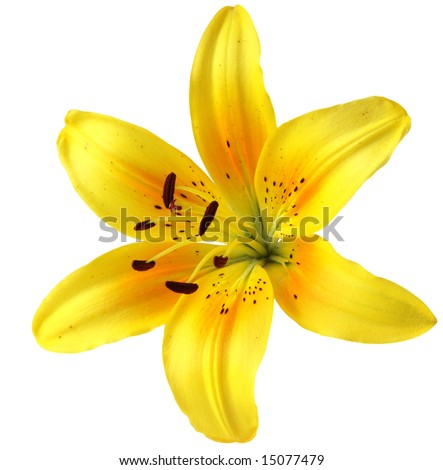 Single yellow lily flower head, isolated on white