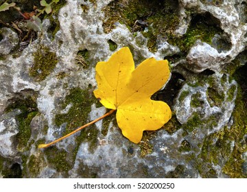 Single yellow maple leaf fallen on the surface of a large stone               