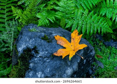 Single yellow Maple leaf on a rock with Fern plants in a rainforest, nature concept.
