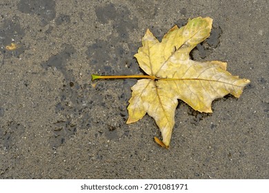 Single Yellow Maple Leaf on Wet Asphalt, Autumn Leaf Detail Lying on Gray Concrete, Seasonal Change: Yellow Fall Leaf After Rain, Close-up of a Sycamore Leaf on a Damp Pavement, Muted Colors of Fall w