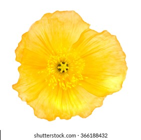 100,380 Yellow poppies Images, Stock Photos & Vectors | Shutterstock