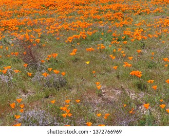 The Single Yellow Poppy In The Middle Of All The Orange Ones Seems To Speak The Phrase 