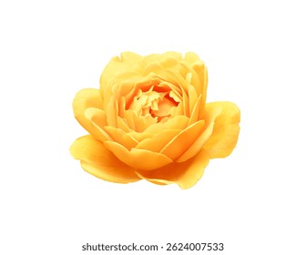 Single yellow rose flower head, isolated on white background