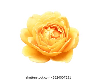 Single yellow rose flower head, isolated on white background