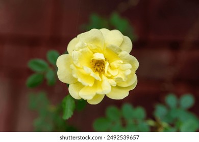 A single yellow rose in full bloom with delicate petals, set against a blurred background. The vibrant color and soft focus highlight the natural beauty of this flower. - Powered by Shutterstock