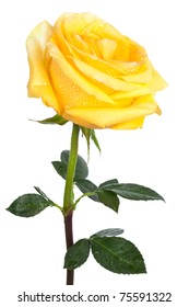 Single Yellow Rose Images Stock Photos Vectors Shutterstock