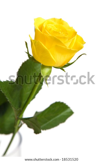 Single Yellow Rose Vase Isolated On Stock Photo Edit Now 18531520