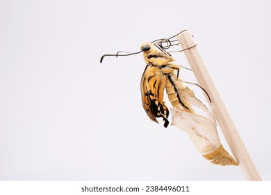A single Yellow swallowtail butterfly with wrinkled freshly hatched wings on its way out of an empty chrysalis against a white background.