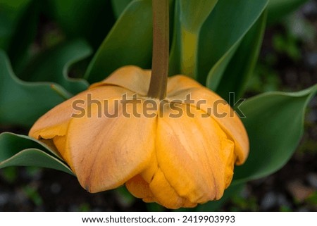 A single yellow tulip flower upside down in a flower bed among lush green leaves. The parrot tulip's petals have red veins running from its tip to the brown thick stem. The leaves are pointy.