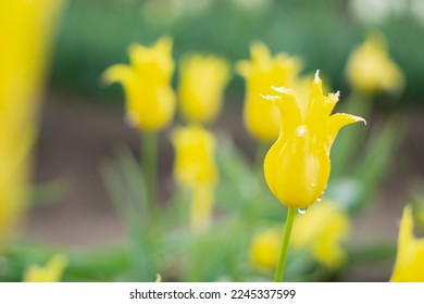 Single yellow
tulip on a background of other flowers.