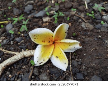 Single yellow and white plumeria flower lies on dark, moist soil with small rocks and tiny green plants. - Powered by Shutterstock