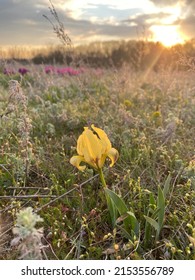 A single yellow, wild dwarf iris (Iris pumila) blossoming on a dry meadow in the glow of the sunset.