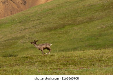 A Single Young Caribou Running Across Plain In Denali National Park, Alaska, USA.