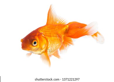 Single Young Goldfish Carassius Auratus Freshwater Stock Photo ...