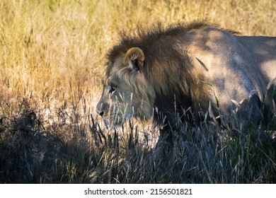 single young male lion sneaking after the pray at sunset in the plains of the savannah