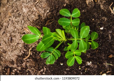 Single Young Peanut Plant In The Garden