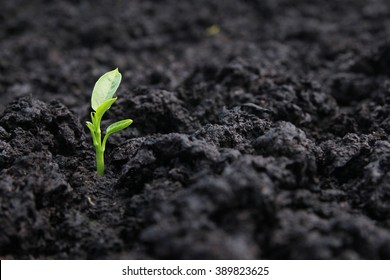 Single young plant emerging from black soil
