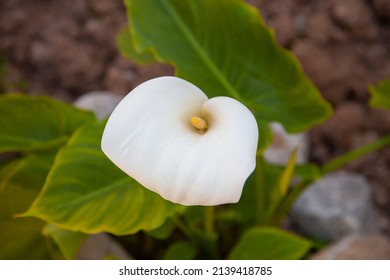 Single zantedeschia aethiopica (known as calla lily or arum lily) flower blooming on the field. Top of view and close up.  - Shutterstock ID 2139418785