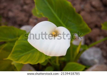 Single zantedeschia aethiopica (known as calla lily or arum lily) flower blooming on the field. Top of view and close up. 