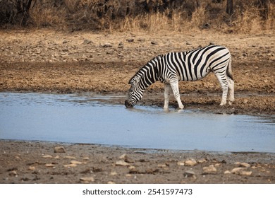 single zebra drinking water in the bush at a waterhole drought - Powered by Shutterstock