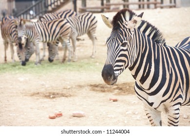 Single Zebra Standing In Front Of A Heard Of Zebras In A Zoo