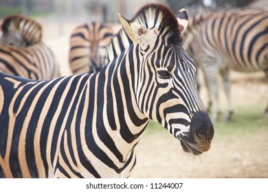 Single Zebra Standing In Front Of A Heard Of Zebras In A Zoo