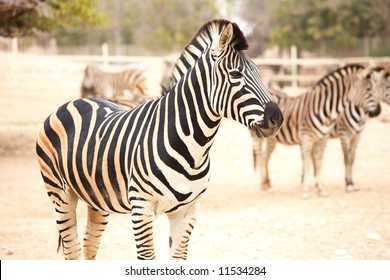 Single Zebra Standing In Front Of A Heard Of Zebras In A Zoo