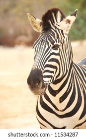 Single Zebra Standing In Front Of A Heard Of Zebras In A Zoo