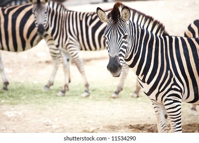 Single Zebra Standing In Front Of A Heard Of Zebras In A Zoo