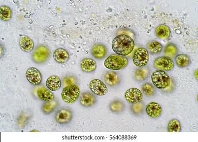 Euglena On Microscope Images Stock Photos Vectors Shutterstock