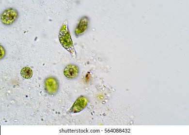 Single-celled Flagellate Eukaryote Euglena Under The Microscope