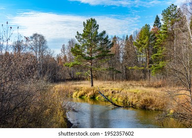 A single-standing young pine tree on the bank of the Izh River, Yakshur-Bodinsky district, Udmurt Republic, Russia.