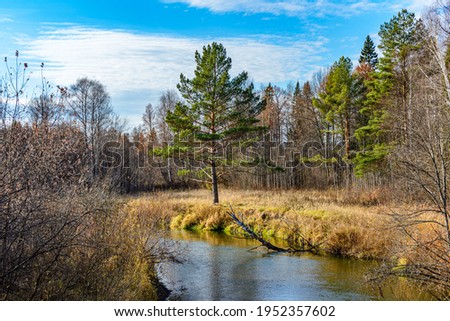 A single-standing young pine tree on the bank of the Izh River, Yakshur-Bodinsky district, Udmurt Republic, Russia.