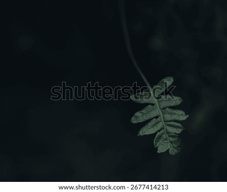 A singular, dark green leaf set against an ominous backdrop