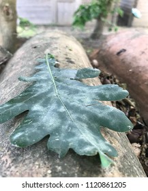SINGULAR GREEN LEAF 