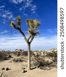 Singular Joshua tree at Joshua Tree State Park, Palm Springs, California 