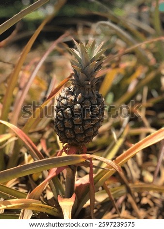A Singular Pineapple in the Field
