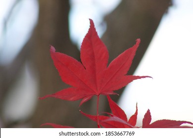 Singular red leaf in the tree