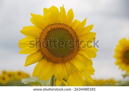 Singular Sunflower with Cloudy Sky