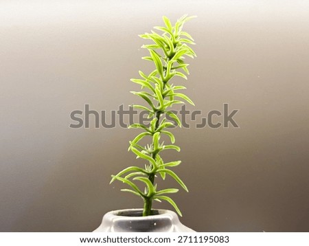 A singular, thin vertical sprig of bright green leaves in a small, neutral vase, offering a minimalist accent.