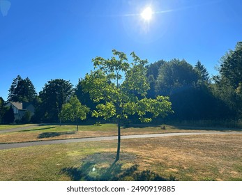 A singular tree captured in landscape view.