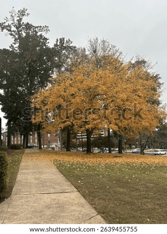 Singular Tree changing color for fall