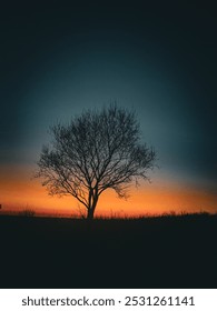 Singular tree with ominous sunset in background
