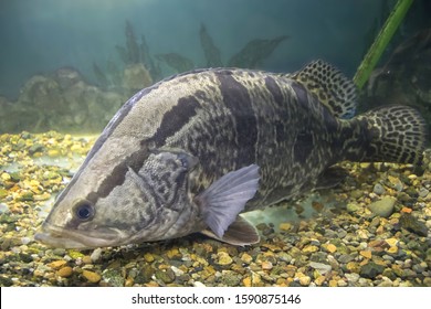 Siniperca Chuatsi, The Mandarin Fish Or Chinese Perch In The Aquarium. Museum Of The Amur River Fishes. Khabarovsk, Far East, Russia. 