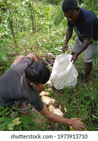 Sinjai, Indonesia-15 May 2021: Two People Working Together On Different Assignments On A Plantation